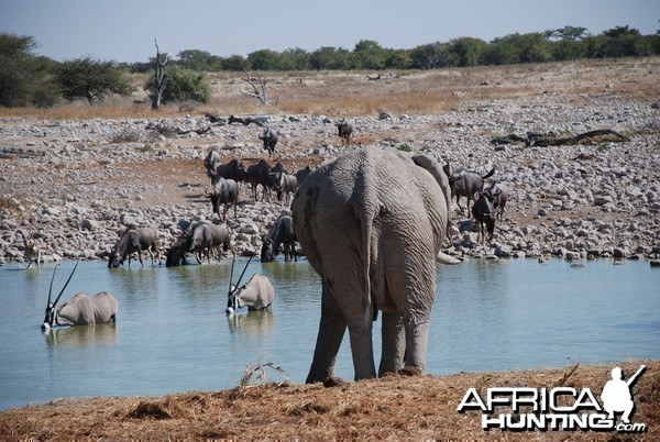 Elephant Etosha Namibia