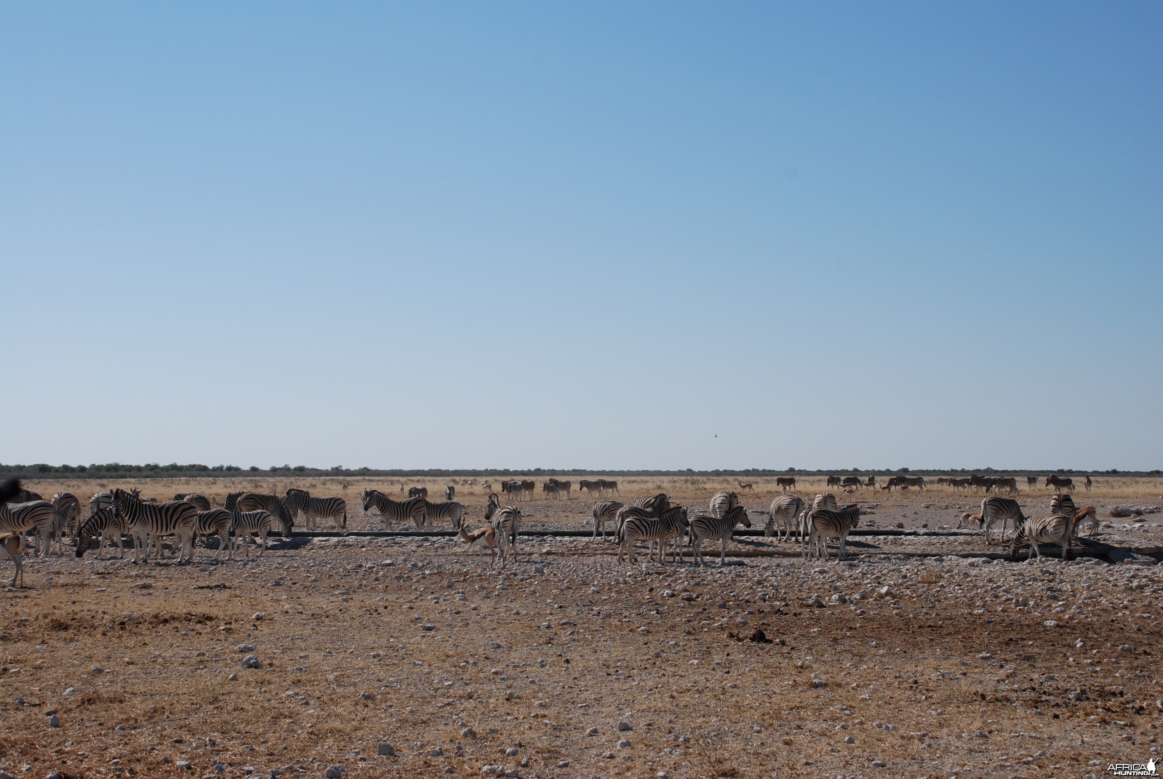 Etosha Namibia