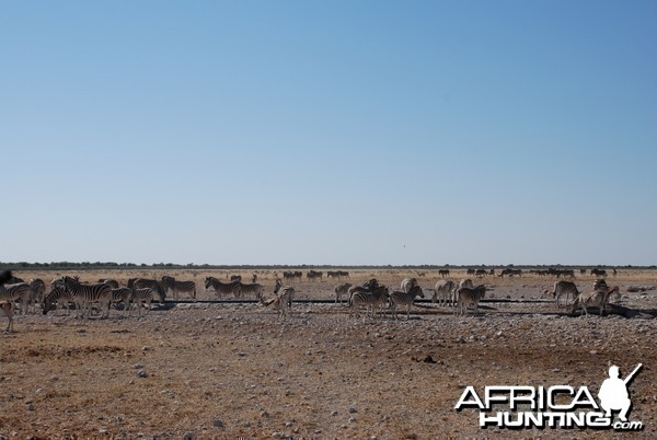 Etosha Namibia