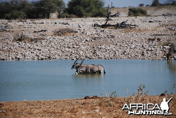 Etosha Namibia