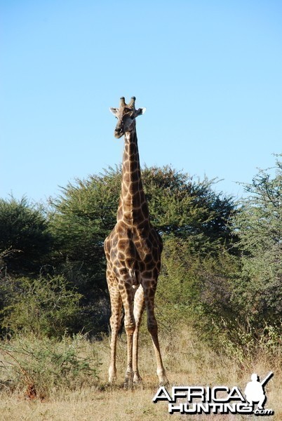 Giraffe