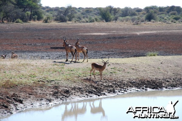 Hartebeest and Impala