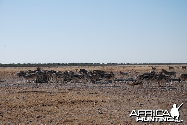 Etosha Namibia