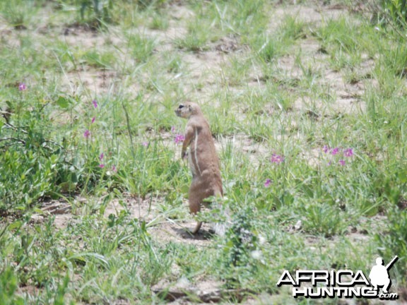 Ground Squirrel