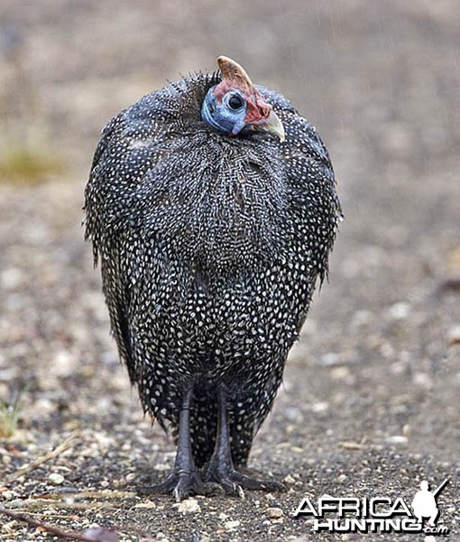 Guineafowl South Africa