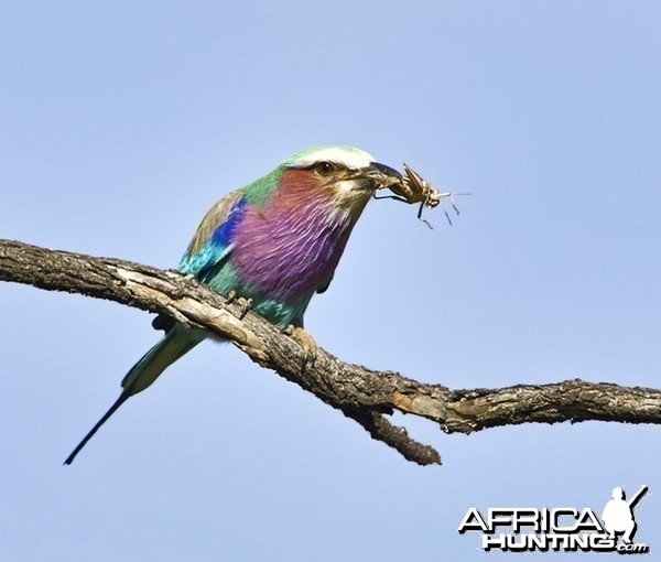 Lilac Breasted Roller South Africa