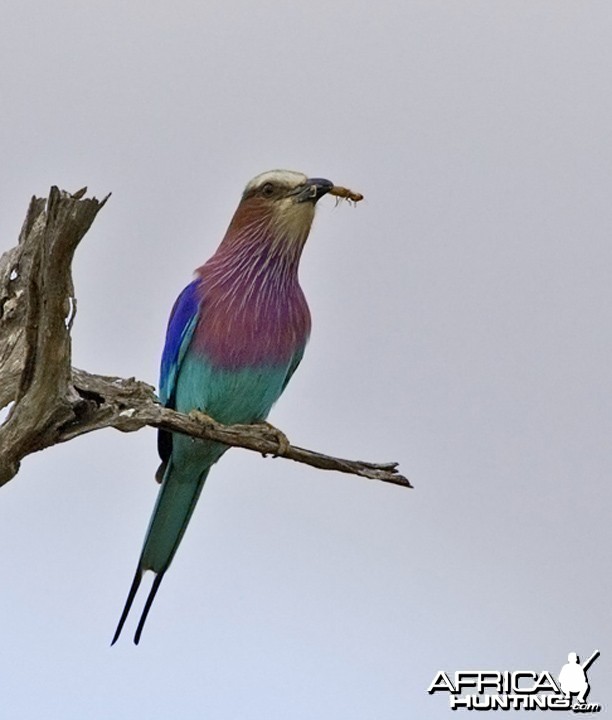 Lilac Breasted Roller South Africa