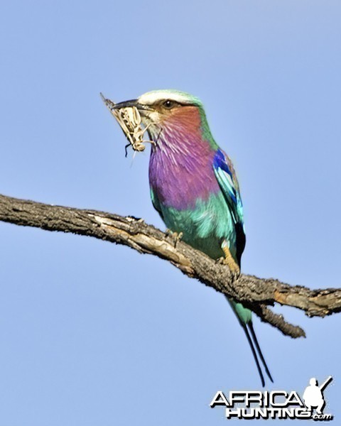 Lilac Breasted Roller South Africa