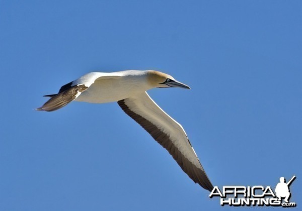 Cape Gannet South Africa