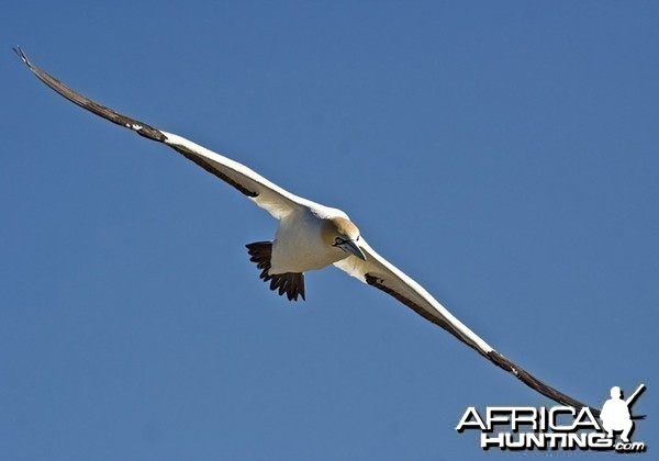 Cape Gannet South Africa