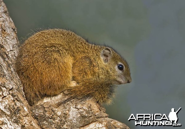 Tree Squirrel South Africa