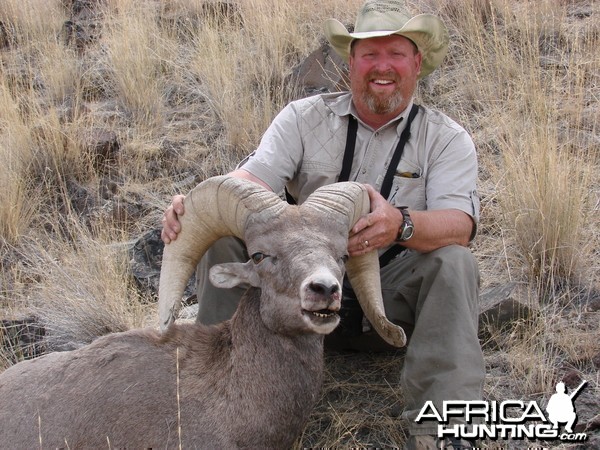 Owyhee Bighorn Sheep