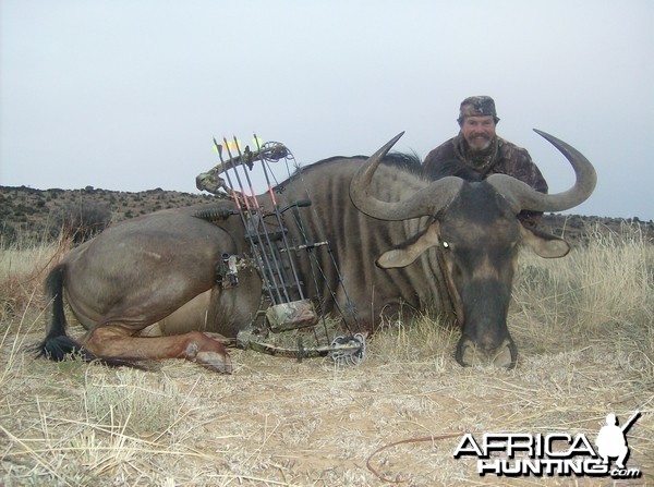 Blue Wildebeest