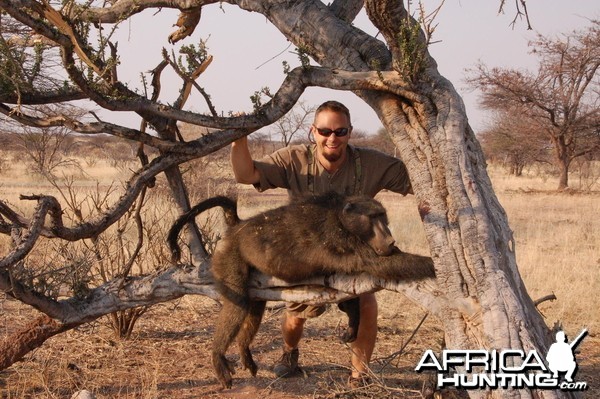 Chacma Baboon hunted in Namibia