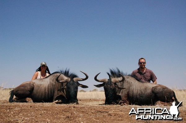 Blue Wildebeest hunted in Namibia