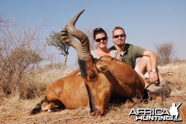 Red Hartebeest hunted in Namibia