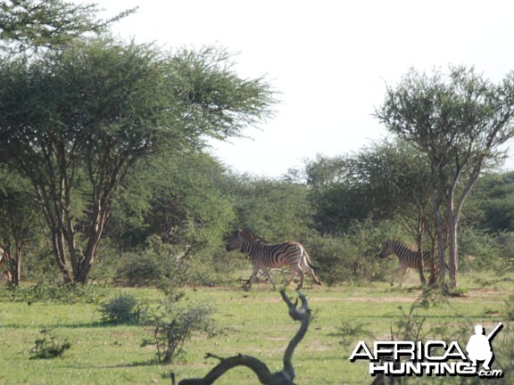 Burchell's Zebra (Plain)