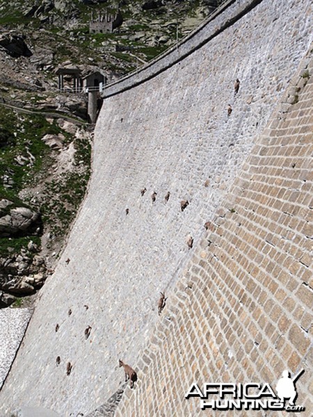 Mountain Sheeps on a Dam...