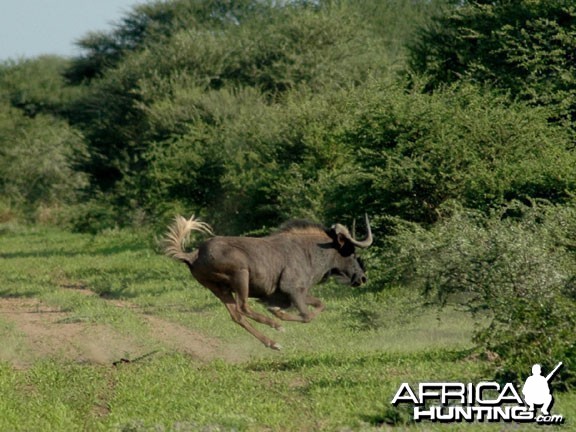 Wildebeest