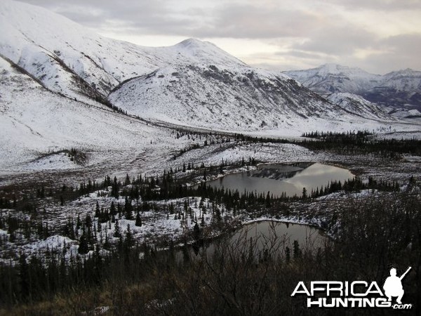 Hunting Moose and Grizzly in Alaska