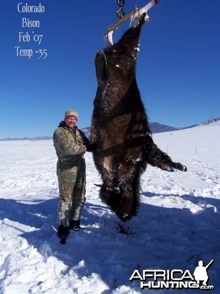 Bison Hunt in Colorado