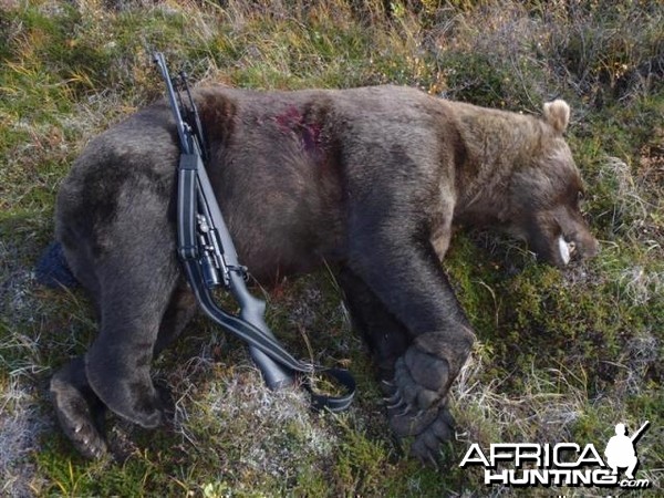 9 foot 2 Brown Bear hunt in SW Alaska with a 27 and 7/16 inch skull