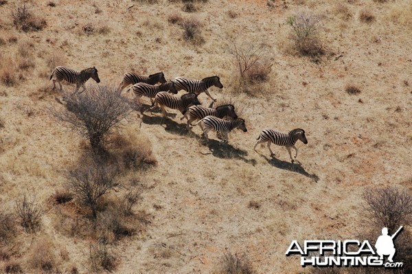 Burchell's Zebra in Namibia