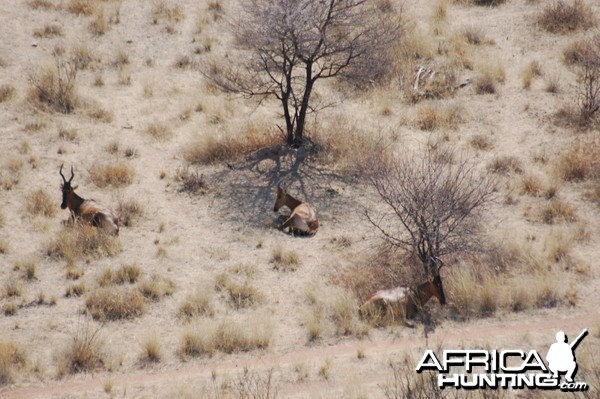 Red Hartebeest in Namibia