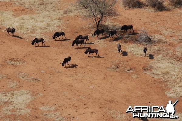 Black Wildebeest in Namibia