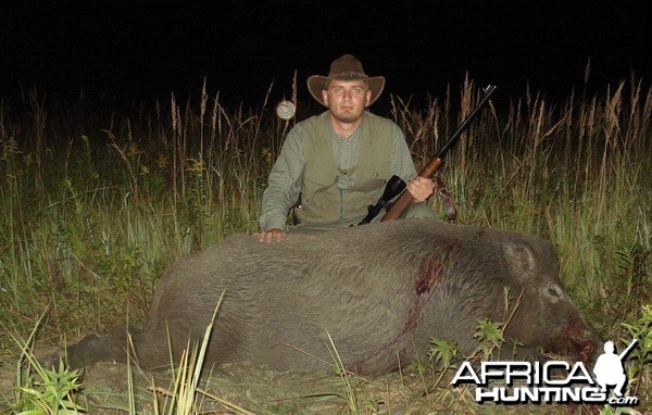 Wild boar hunt, Croatia