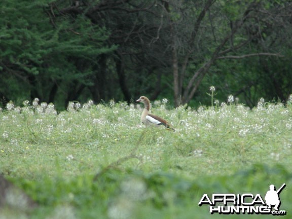 Egyptian Goose