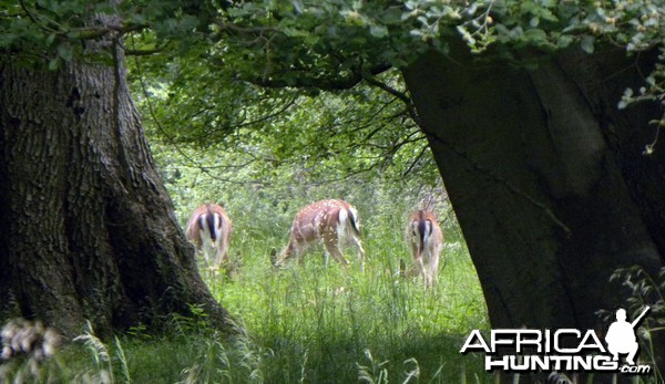 A group of Fallow Deer, Denmark