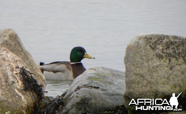 A Grey Duck at the coast, Denmark