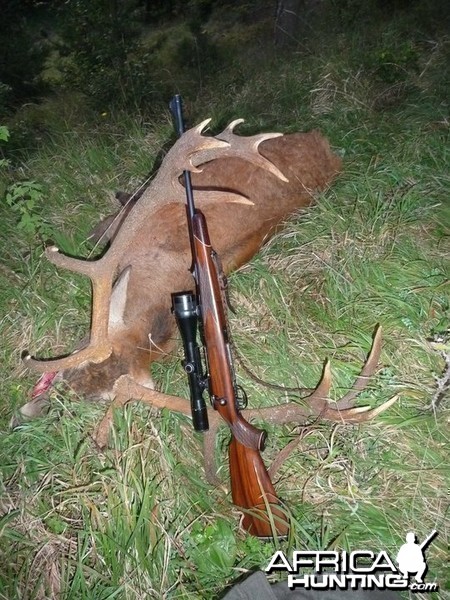 Hunting Red Stag in Bavaria