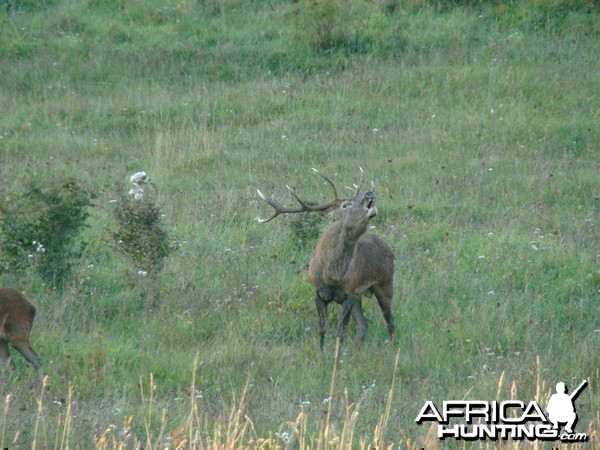 Red Deer stags roaring in the hills of Bavaria