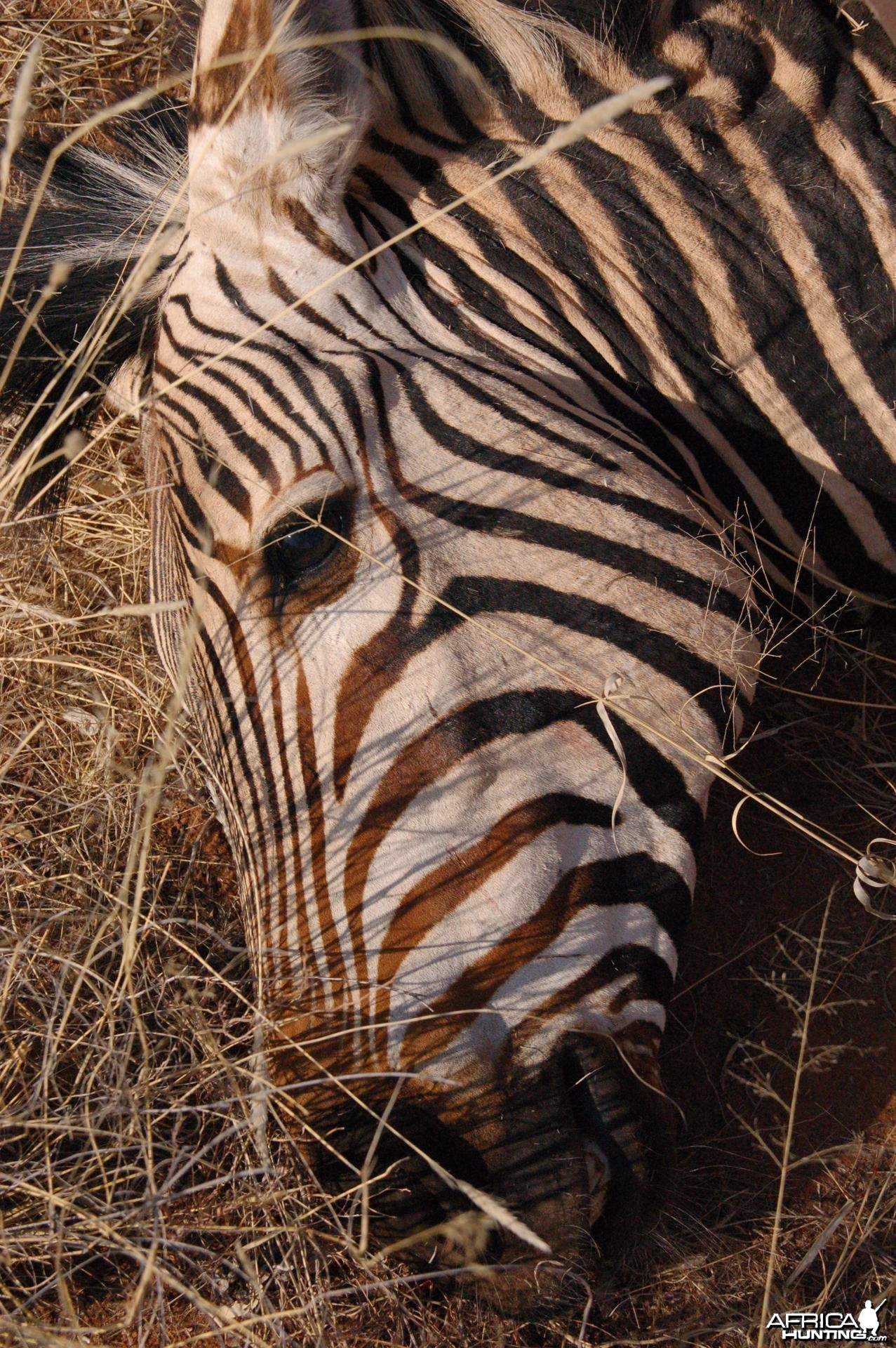 Hartmann's Mountain Zebra hunted in Namibia