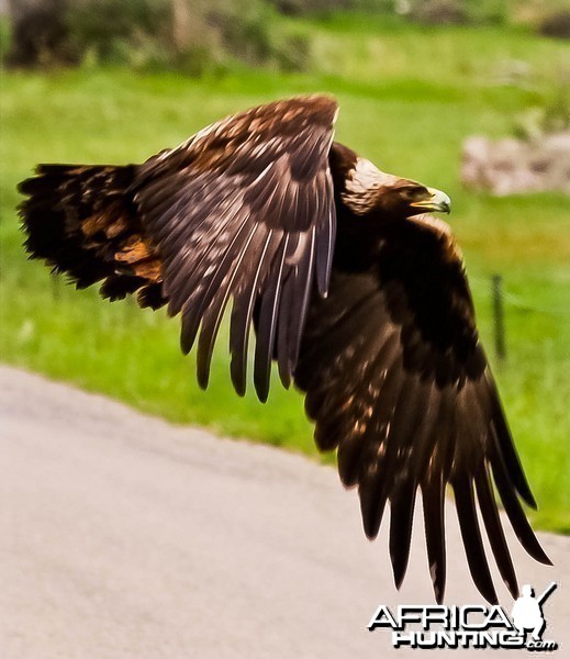 Soaring the downdrafts was taken in Salmon Idaho in 2010