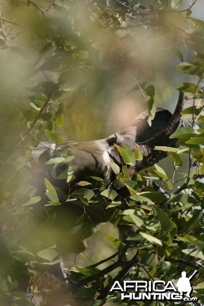 Hide and seek, a Kudu in Namibia