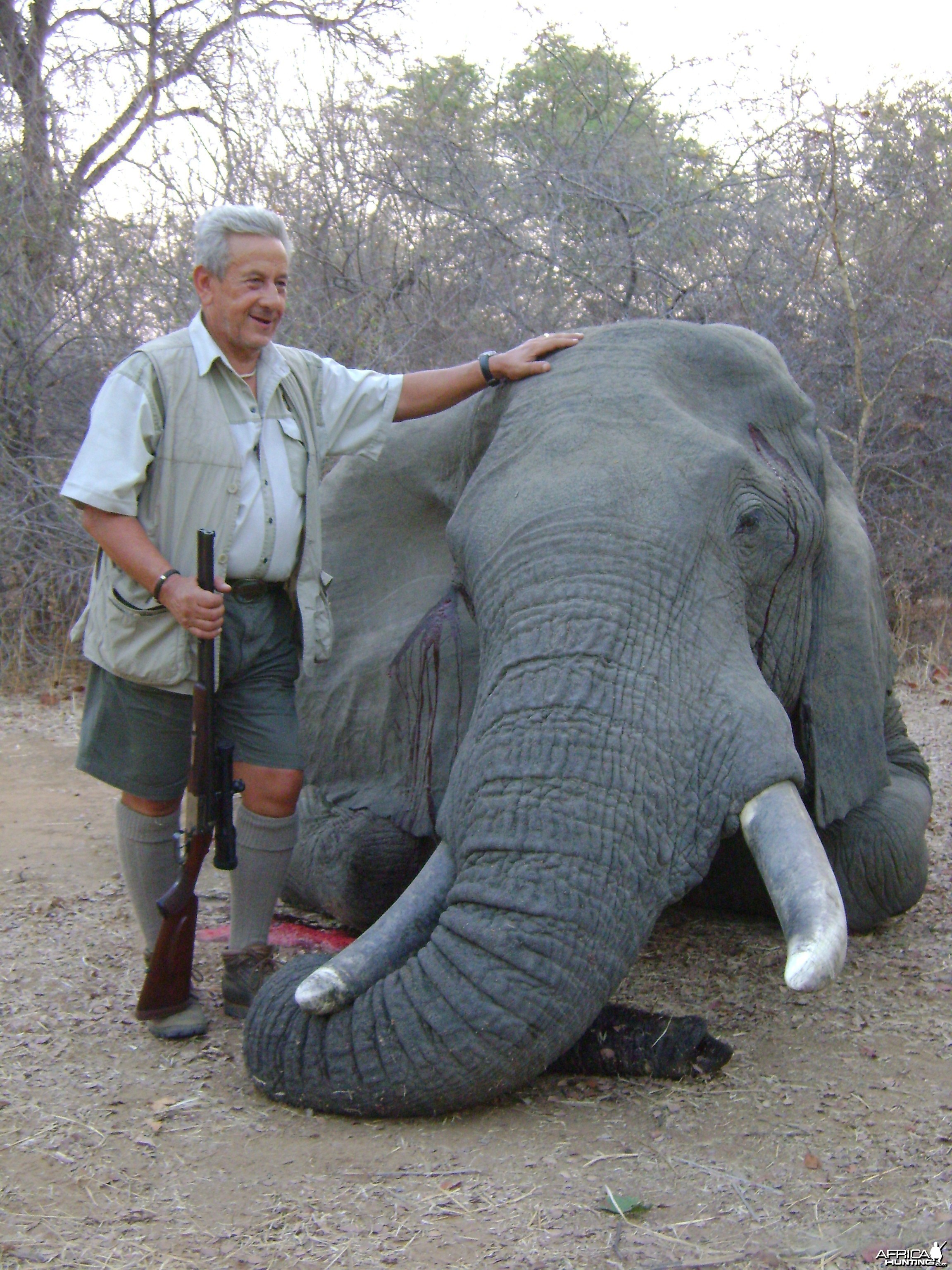 elephant