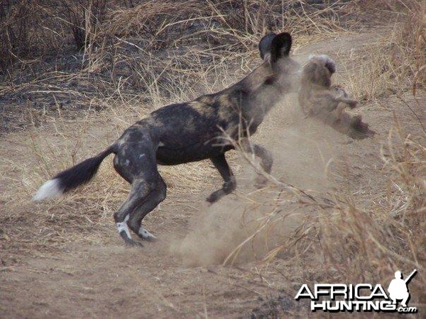 Wild dog in Masailand