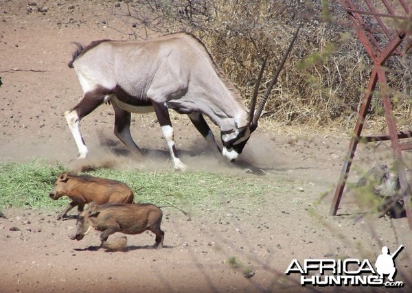 Angry Gemsbok