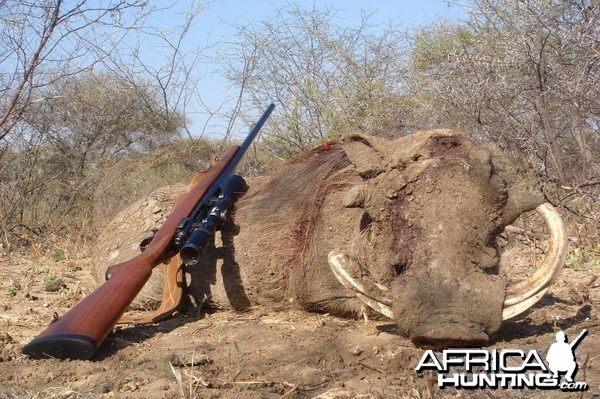 Warthog hunt