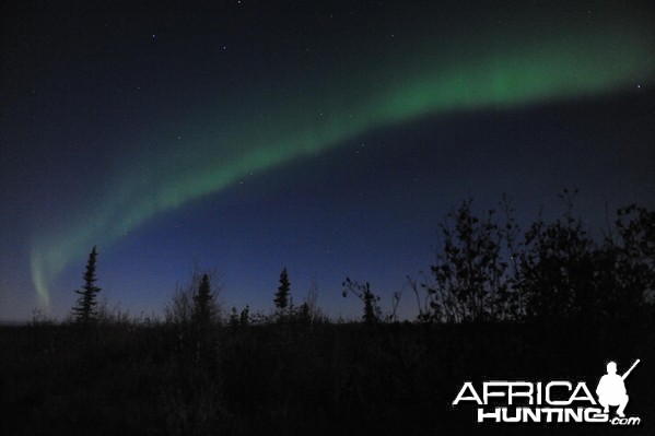 Alaska Moose Hunting Evenings