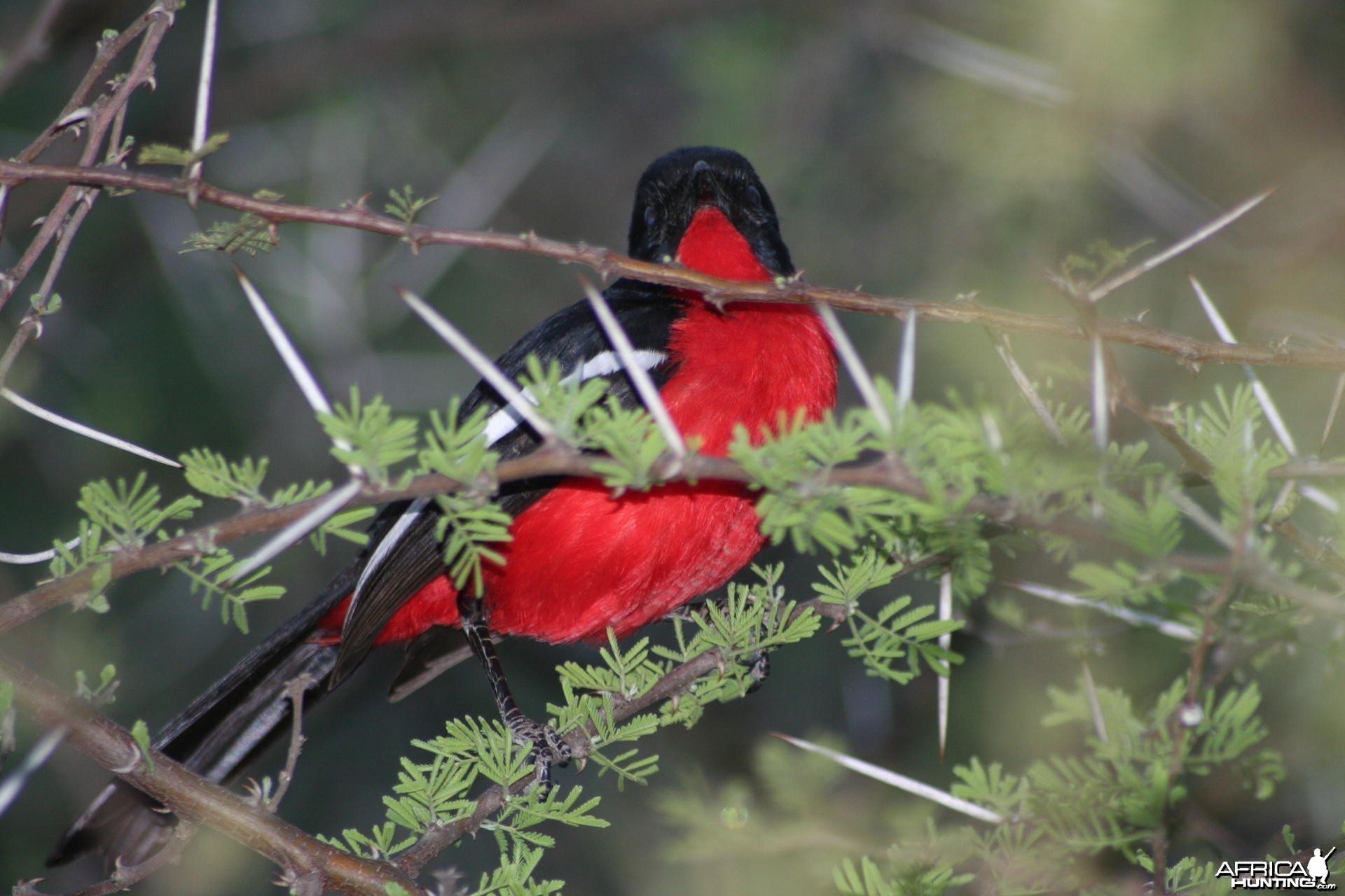 Redbreasted Blackbird