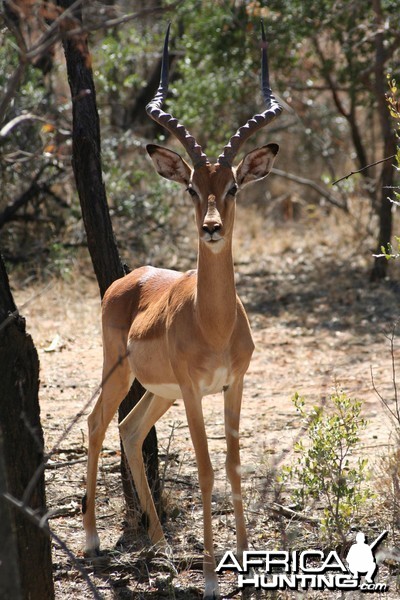 Impala