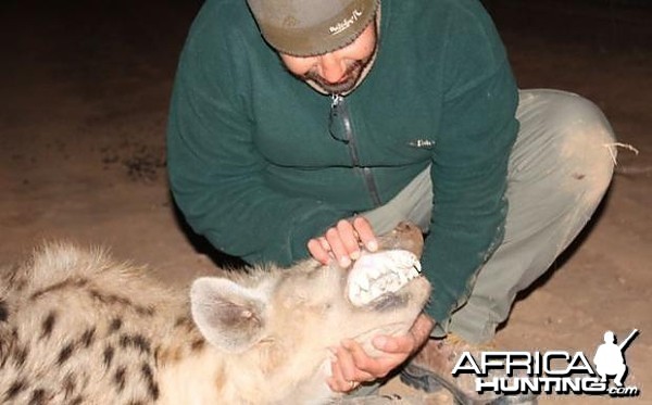 Hyena in Limpopo RSA