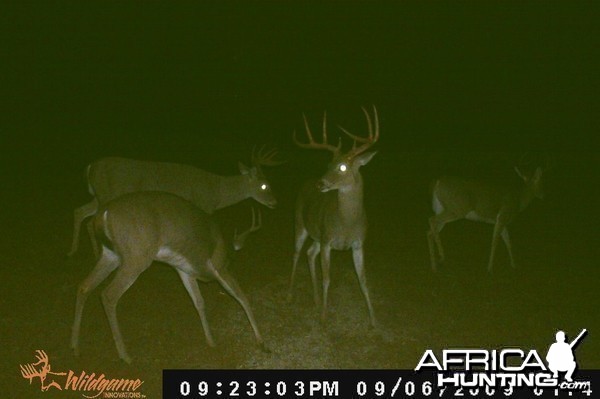 Trailcam picture