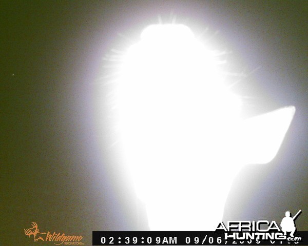 Trailcam picture