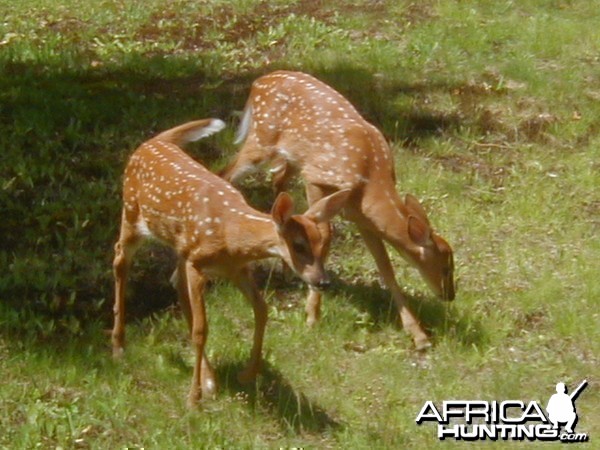 Pair of whitetail fawns at Pelican Lake WI