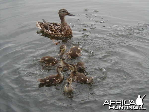 Mom and kids having a friendly family swim Pelican Lake WI